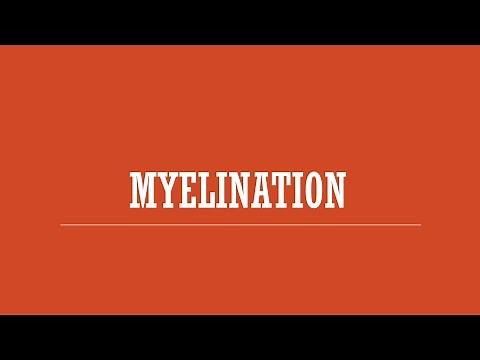 Myelination