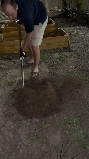 Planting Bush Sugar Baby Watermelon!