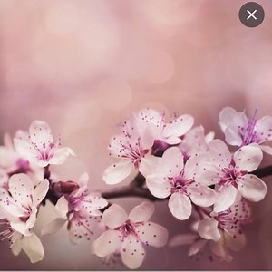 Sassy_Tail - Twitch