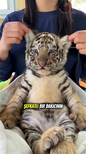 Yavru Kaplanların Size Söylemeyeceği Sırları🐯🤫