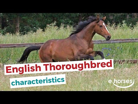 English Thoroughbred | characteristics, origin & disciplines