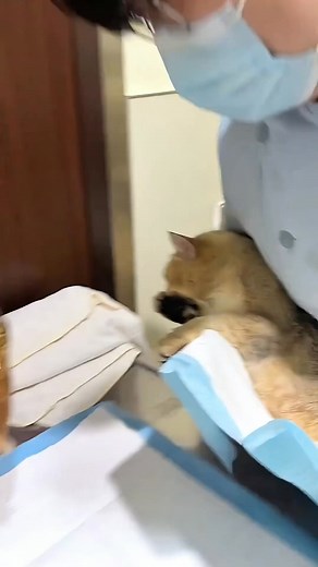 73K views · 1.3K reactions | The Friendship Between Cat and Bird | Protect Your Pet | Facebook