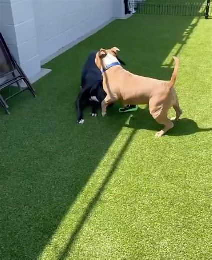 California Bully Rescue on Reels