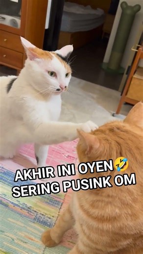 Akhir ini oyen sering pusing om #cat #tricks #trending #dakwah #kucing