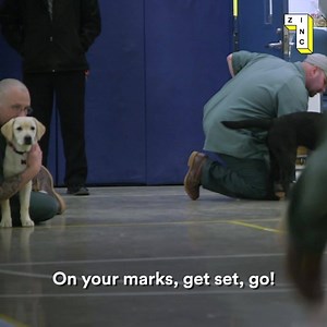29M views · 13K shares | For the inmates at this prison, training dogs provides an emotional support and a pathway to healing. (via Zinc) | Upworthy Stories | Facebook