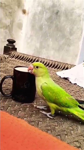 How to Train a Parrot (Parrot Training Techniques & Tips)