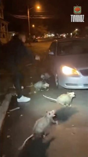 Aggressive Opossums Begin to Attack Car Owner 😶