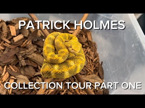 PATRICK HOLMES COLLECTION TOUR PART ONE | VIPERS AND GREEN TREE PYTHONS