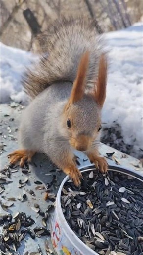 Шустрик обедает)❤️🐿😊#squirrel #cute #funny #белки #белка #БелкиТВ