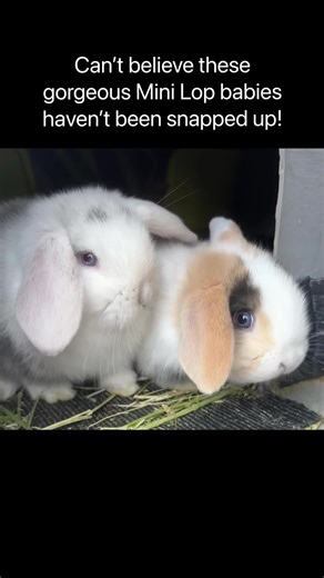 These gorgeous babies don’t have a home reserved for when they are ready to leave on the 3rd of March. Stunning Mini Lop 5 week old rabbits. 💕🐰 #binkyboobunnies #binkyboofamily #cute #pets