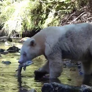 Amazing Kermode Bear Catches Fresh Salmon in Style