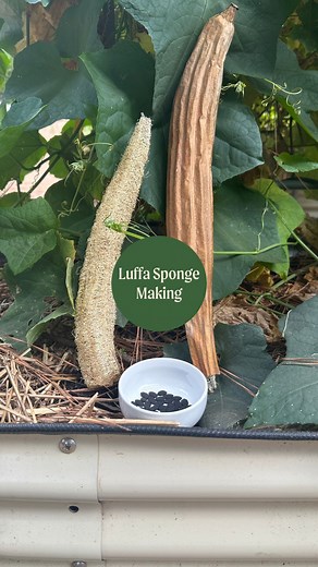 1.1K views · 34 reactions | Let’s make sponges using luffa! 什 Luffa is easy to grow & harvest and by making your own sponges, you can reduce waste while avoiding synthetic material. Plus, it’s a fun DIY project! Have you ever made sponges from luffa? | Vego Garden | Facebook