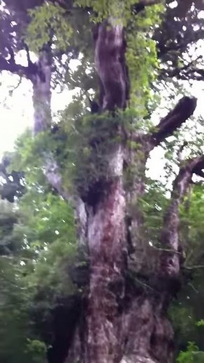 Yakushima Jomon cedar - Japan World Heritage 屋久島 縄文杉 - 日本世界遺産