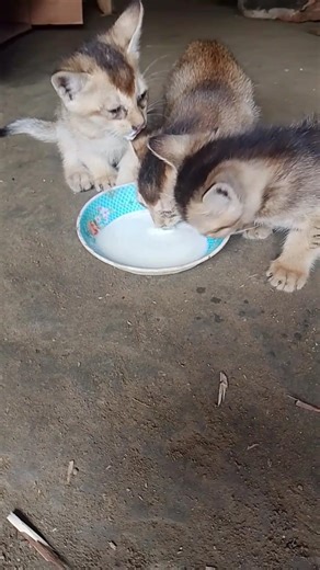 Three Cute Kittens Drinking Milk 😻🥛 Too Adorable!