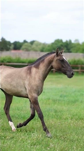 Cheval à vendre - Pouliche PSL grullo - equirodi.com