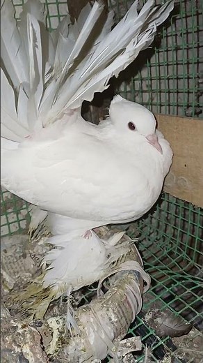 Good Quality Female Lakka#shorts