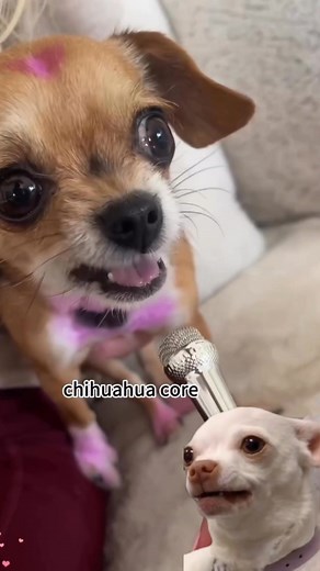 Nikki Reaction 🤣 #reelsfacebook #angrydog #fyp #cutepets #chihuahua #kuchikuchi #dog #lovepet #amoranimal #fblifestyle #angrydog #petadoption #petfriendly #dogadoption #petlove #animalrescue #doglovers #dogs #dogrescue #rescuedog #petrescue #chicken #wednesday #christmasgifts | The Queen Nikki