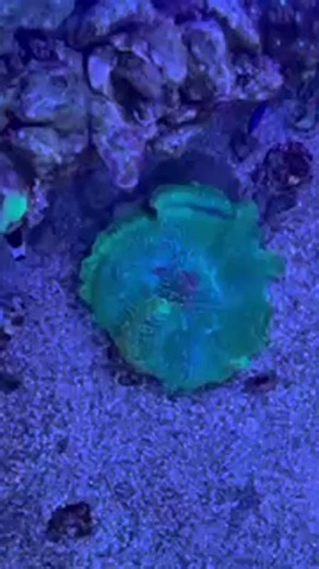 1.4K views | Finally — a DNA test that tells you if your fish has ich or velvet! #FishHealth #FishCare #IchDisease #VelvetDisease #AquariumLife | SaltwaterAquarium.com | Facebook