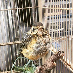 “Look Ma, one leg!” This fledgling American Robin is part of a group that we’ve dubbed “the misfit robins” due to them all coming in as singlets with substantial trauma—caught by cat, caught by dog, a broken wing from a fall, etc—but these individuals have accepted each other as adoptive siblings. All of them are doing well so far and we hope that will continue to be the case. While this bird may look like she is missing a leg, she is actually tucking it under her feathers. Birds do this for a f