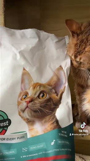 Dan Huang’s new cat litter arrived!And he liked it immediately! #cat #animallife #cuteanimal #cute