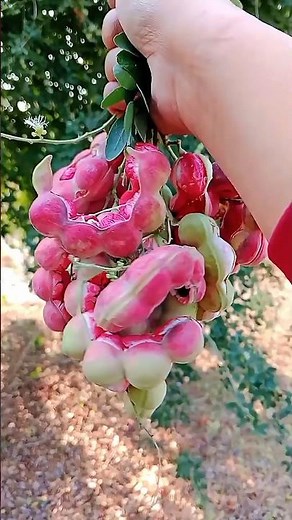 This Twisted Pink Fruit Hides a Sweet Secret!