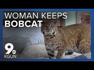 Woman gets to keep pet bobcat under one condition