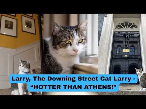 Larry, The Downing Street Cat - “HOTTER THAN ATHENS!”