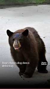 8.5K views · 45 reactions | Dramatic video shows the moment a bear...