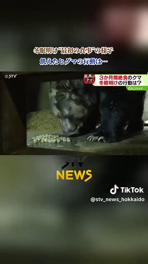 冬眠明け“最初の食事”の様子「久しぶりの興奮状態」飢えたヒグマの行動は…北海道 #ヒグマ #冬眠明け #出没 #TikTokでニュース | ヒグマ 冬眠