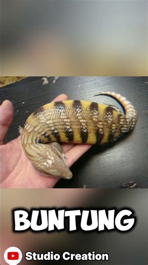 Hewan Aneh Tsuchinoko: Mitos Jepang atau Beneran Ada? #shorts