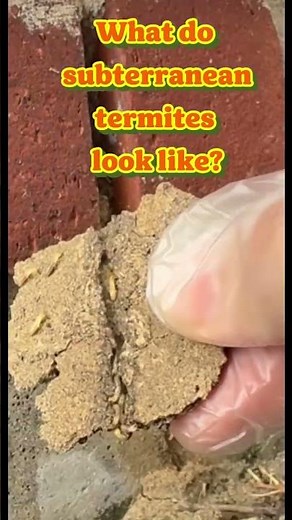 WHAT Do Subterranean Termites Look Like?