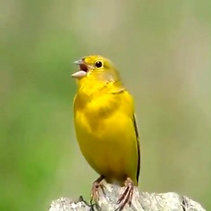 Western Yellow Wagtail singing (Motacilla flava) Europe, Asia. | BIRDS & Nature