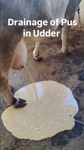 udder abscess #animals # cattle