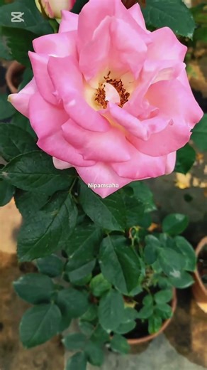 Spring's Blushing Edge (သို့)April in Paris Rose#rosebyme #rose #flowers #garden#roselove#gardening