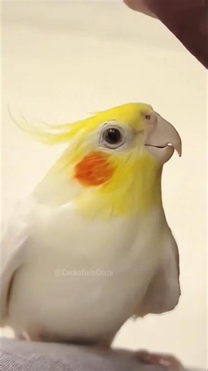 Cute Lyle practicing Peekaboo Playtime 🥹🐤 💖 #cockatielscraze