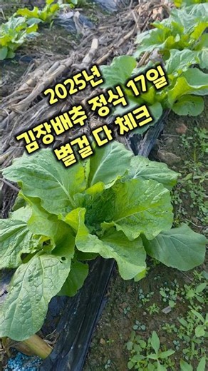 김장배추 괴산절임배추 정식 17일 배추밭 둘러보니 충북 괴산 풀뿌리농장 [배추재배방법] #shorts