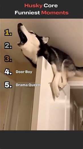 Funniest Husky Moments