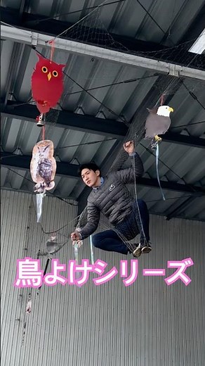 全国発送 鳥よけ 防鳥 鳥害対策 キラキラ #Shorts