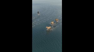 Camargue from Above: Drone Views of Wild Horses & Salt Flats.