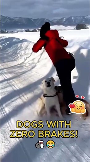 POV: Your dog is a bowling ball and you are the pin! 🎳💥 #Shorts #usa #petvlog #cutedog #dog