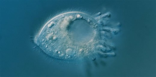 How we found microbes rarer than a ticket to the Moon