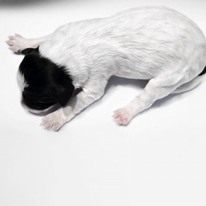 Portuguese Water Dog puppies for sale