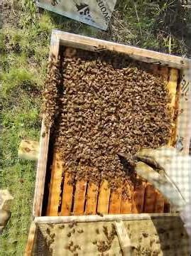 Installing a Honey Bee Package