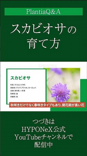 ☘251: [Q&A] How to grow Scabiosa | What are the popular varieties? We also introduce how to care ...