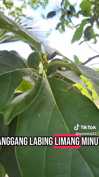 Health Benefits of Avocado Leaves You Should Know