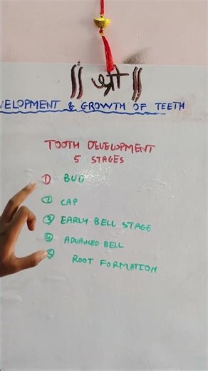 morphologically stages of tooth development | bds orban