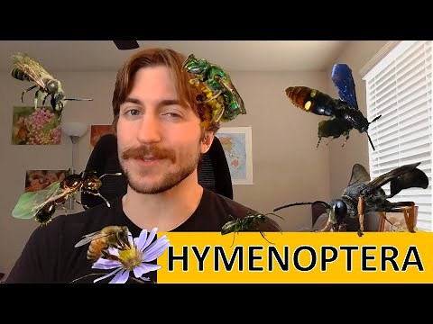 Hymenoptera: Ants, Bees, Wasps, Sawflies - Order Spotlight