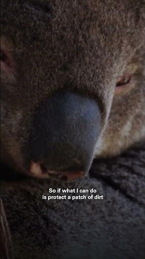 Saving KOALA HABITATS!! | #AdvancingAustralia #EarthX #Shorts