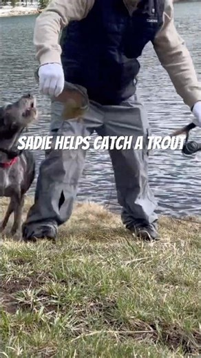 Sadie the big helper #cutedog #cute #fishing #doggielife #dog #dogs #dogshorts #doglife #doggie #god