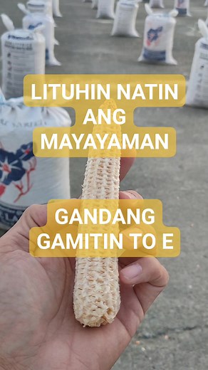 16K views · 96 reactions | FOLLOW MY PAGE TO LEARN MORE #fbreels23 #fbreelsfypシ゚viral #fbreels #fbreelsvideo #gofarmtv #fbshorts #agriculture #rice #followers #farmlife | GoFarm TV | Facebook